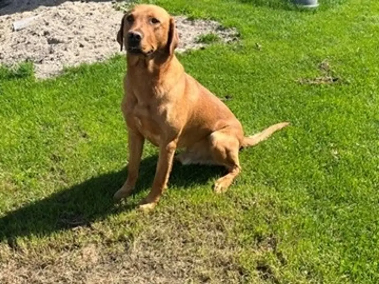 Billede 4 - Red Fox Labrador hvalpe