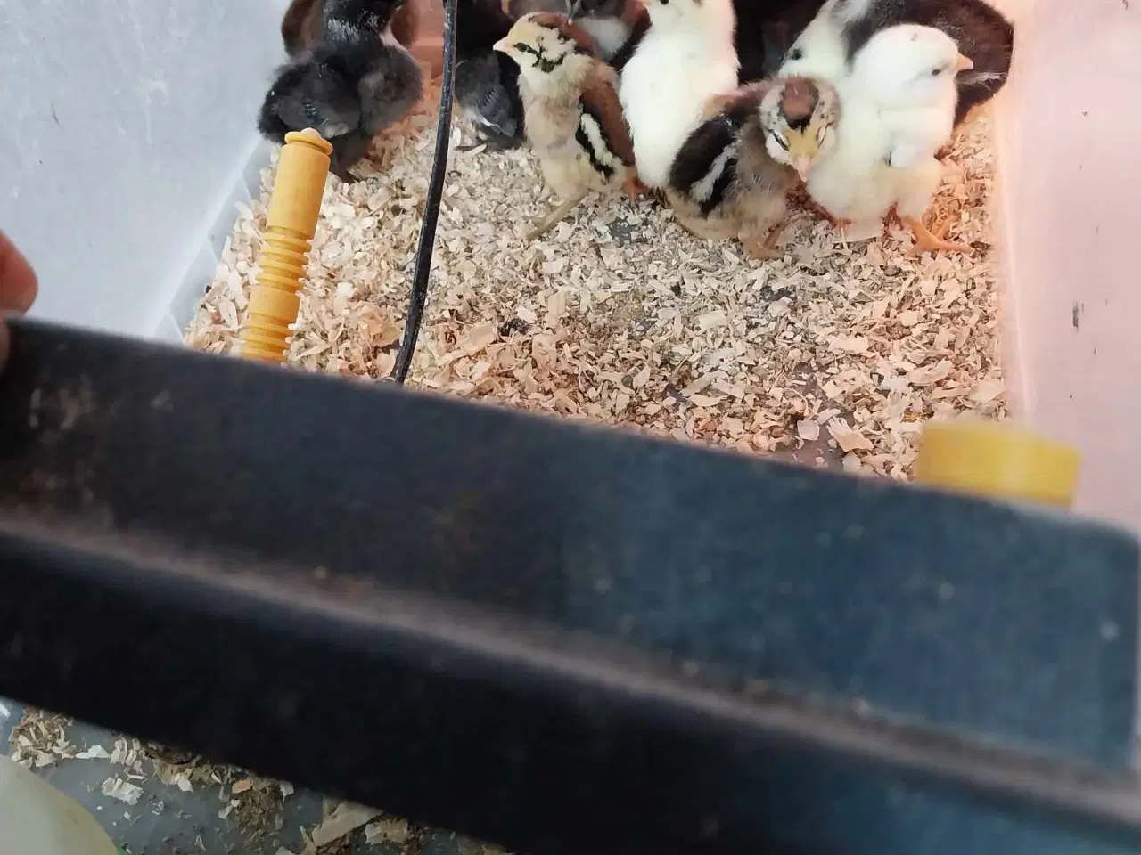 Billede 6 - 10 rugeæg kylling til salg Zone Varde. 