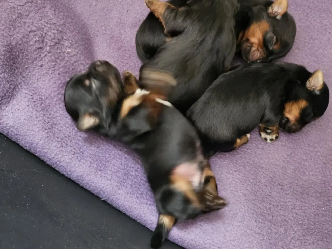 Billede 5 - 4 skønne Yorkshire Terrier hvalpe sælges 