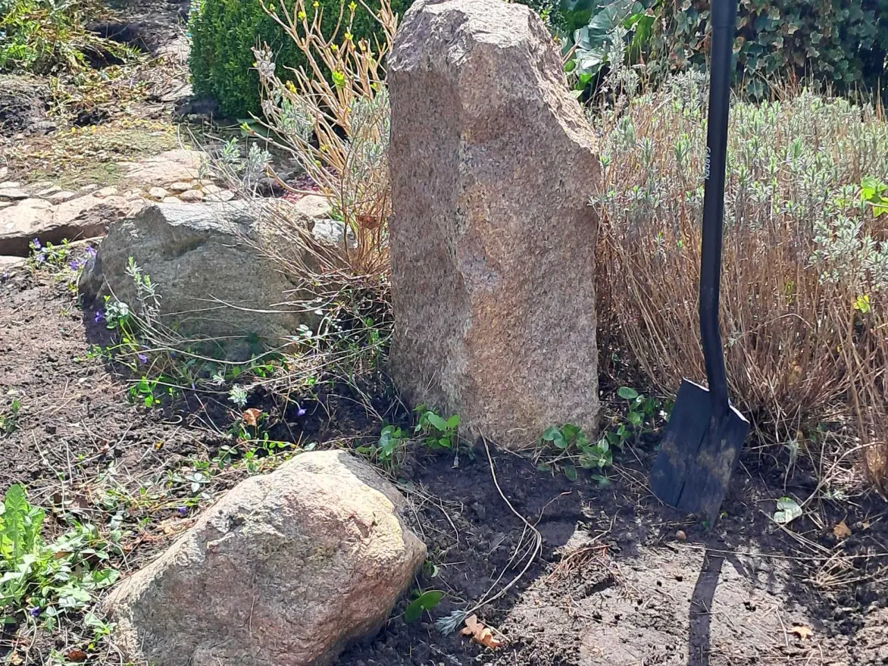 Billede 11 - Store sten og haveplanter bortgives 