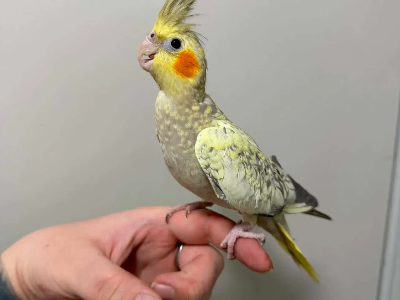 Billede 1 - Nymfeparakit 