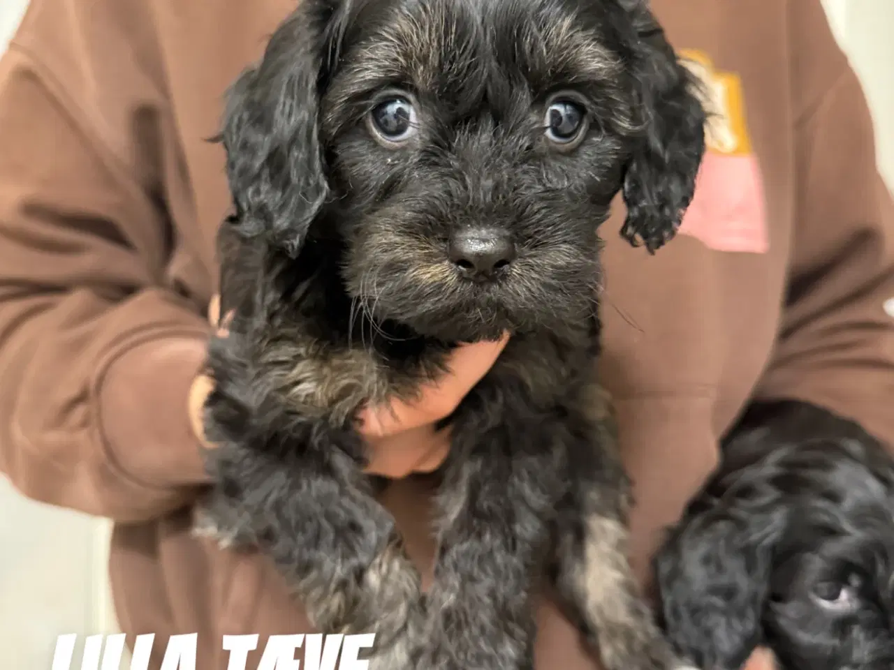 Billede 5 - Dejlige cavapoo hvalpe søger nyt hjem!