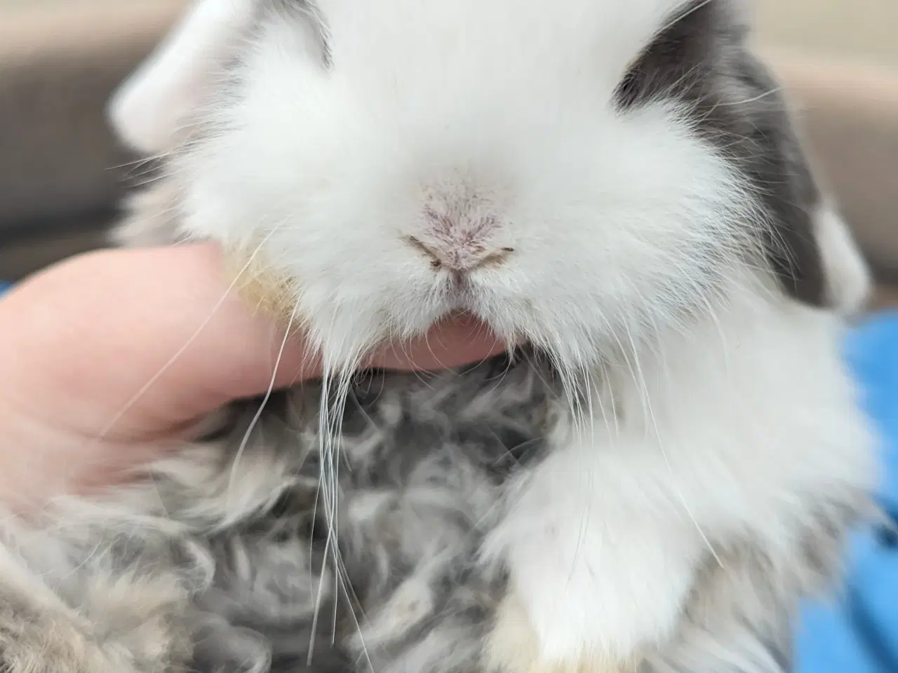 Billede 3 - Minilop kaninunge sælges 