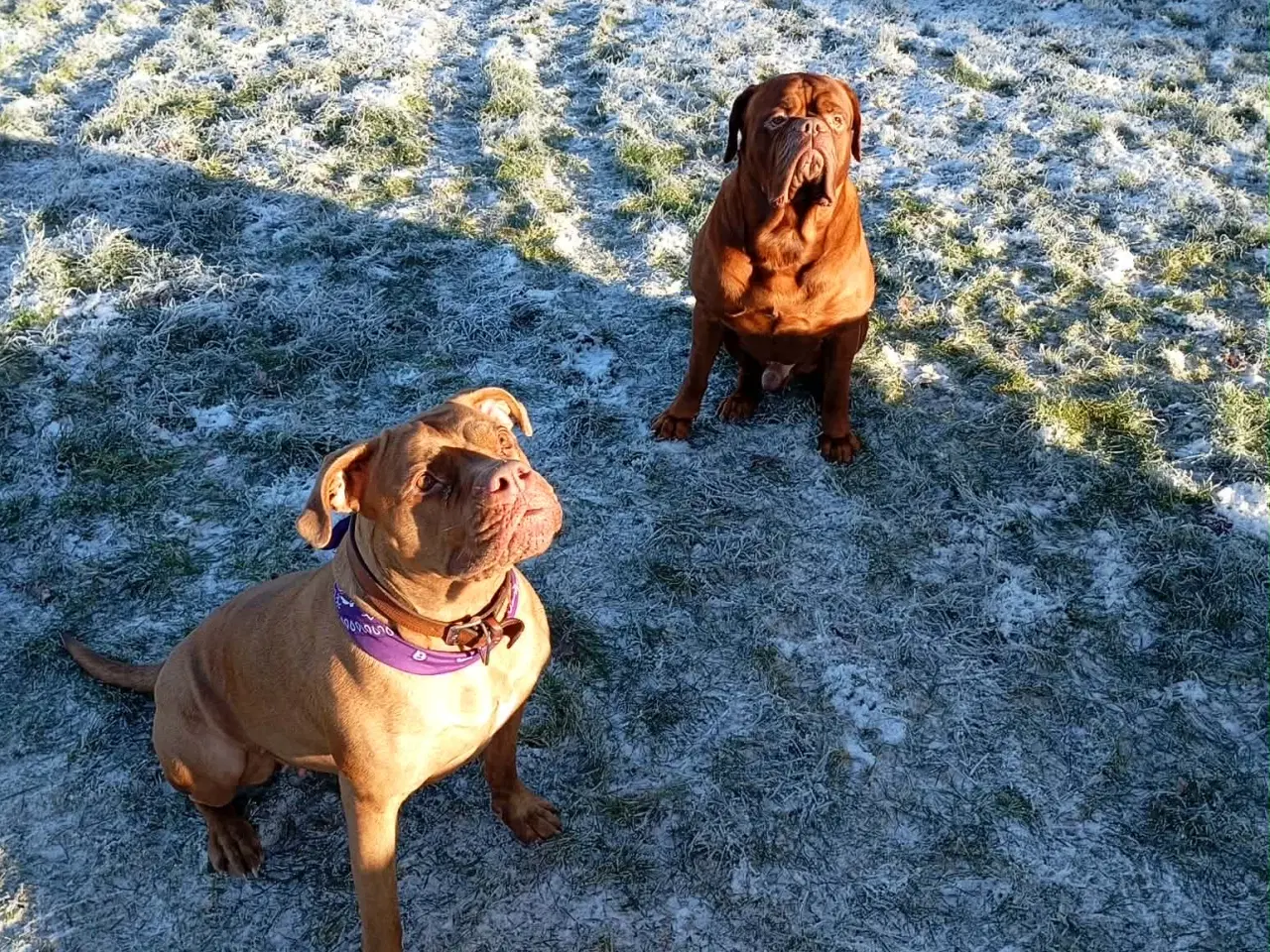 Billede 15 - Smukke fransk mastiff/Dogue de Bordeaux hvalpe 🐾