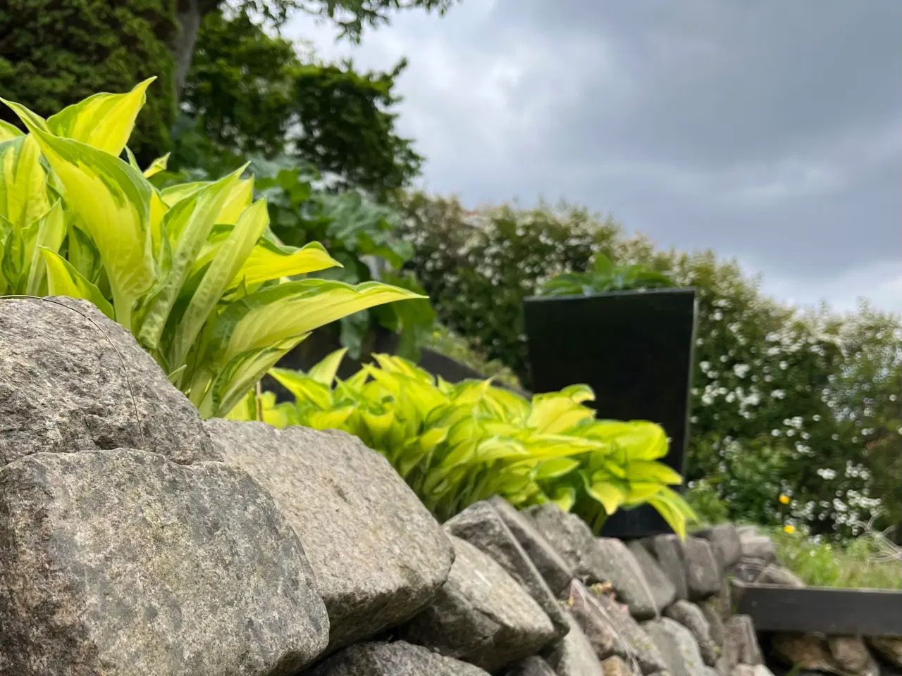 Billede 2 - Hosta/Funkia.Store,flotte planter.