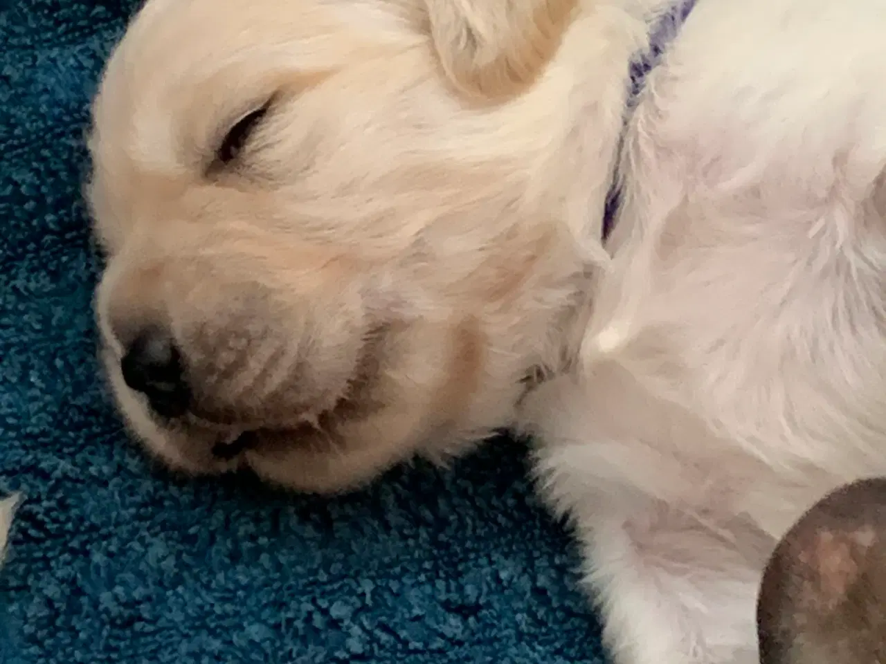 Billede 18 - Skønne gyldne Golden Retriever hvalpe