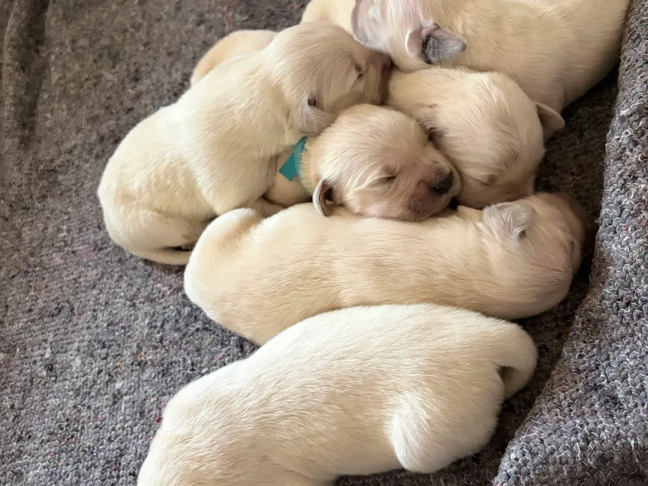 Billede 3 - Golden Retriever hvalpe