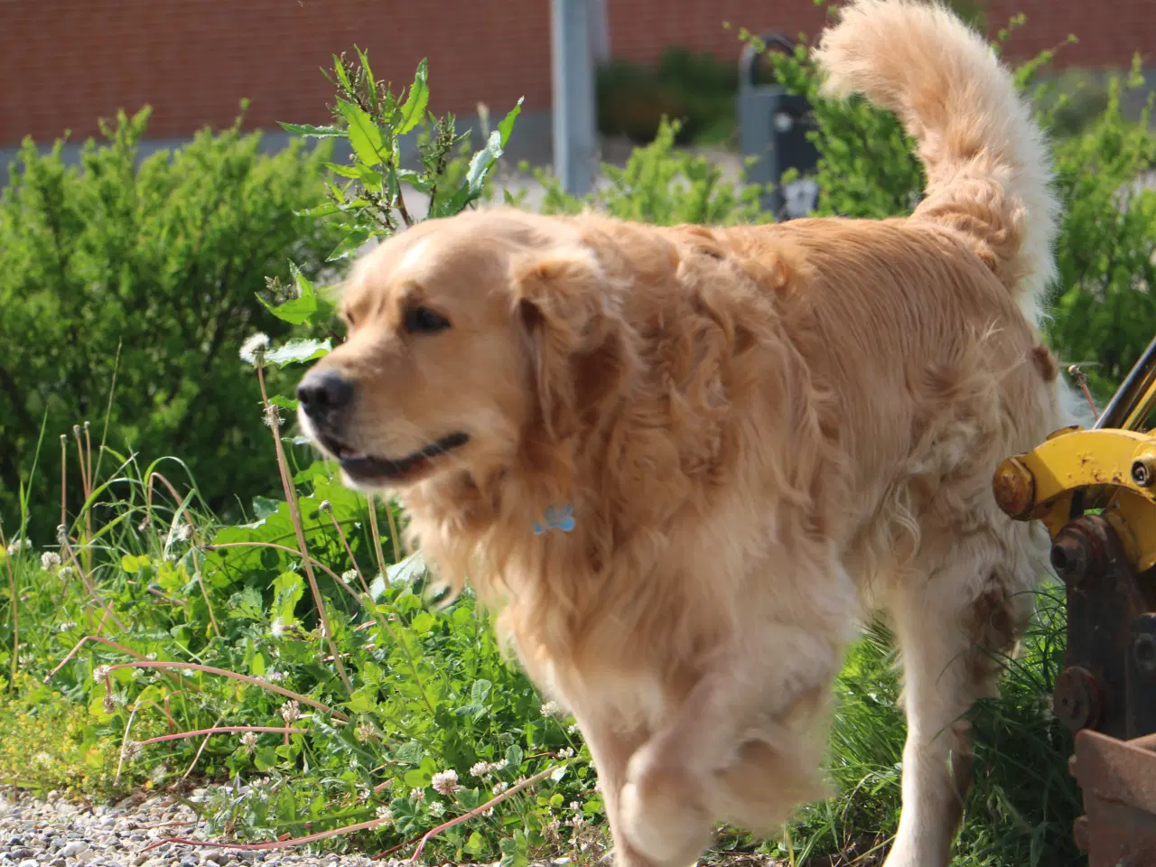 Billede 2 - Golden Retriever tilbydes til parring