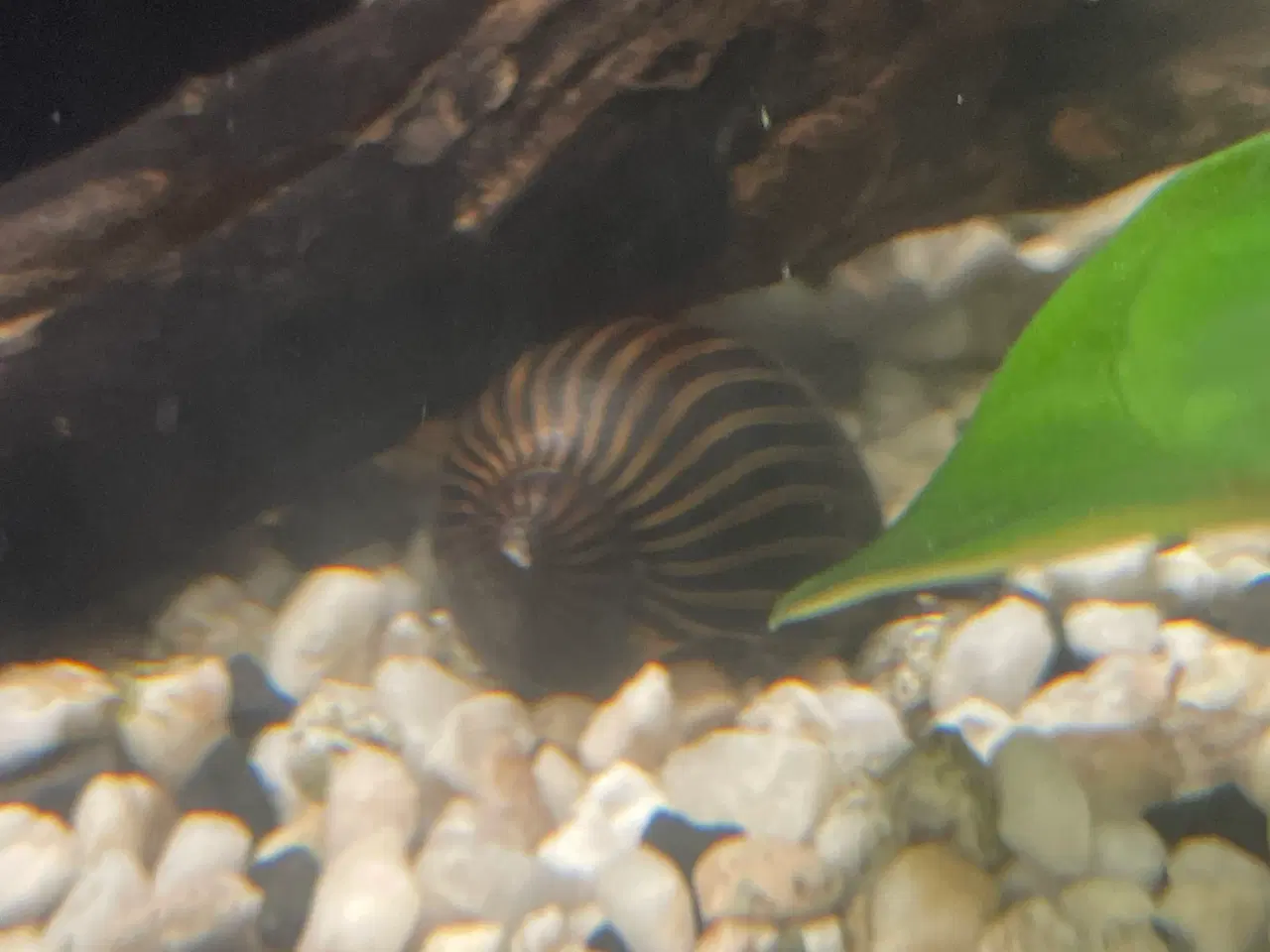 Billede 2 - Zebra Snegl 2 stk