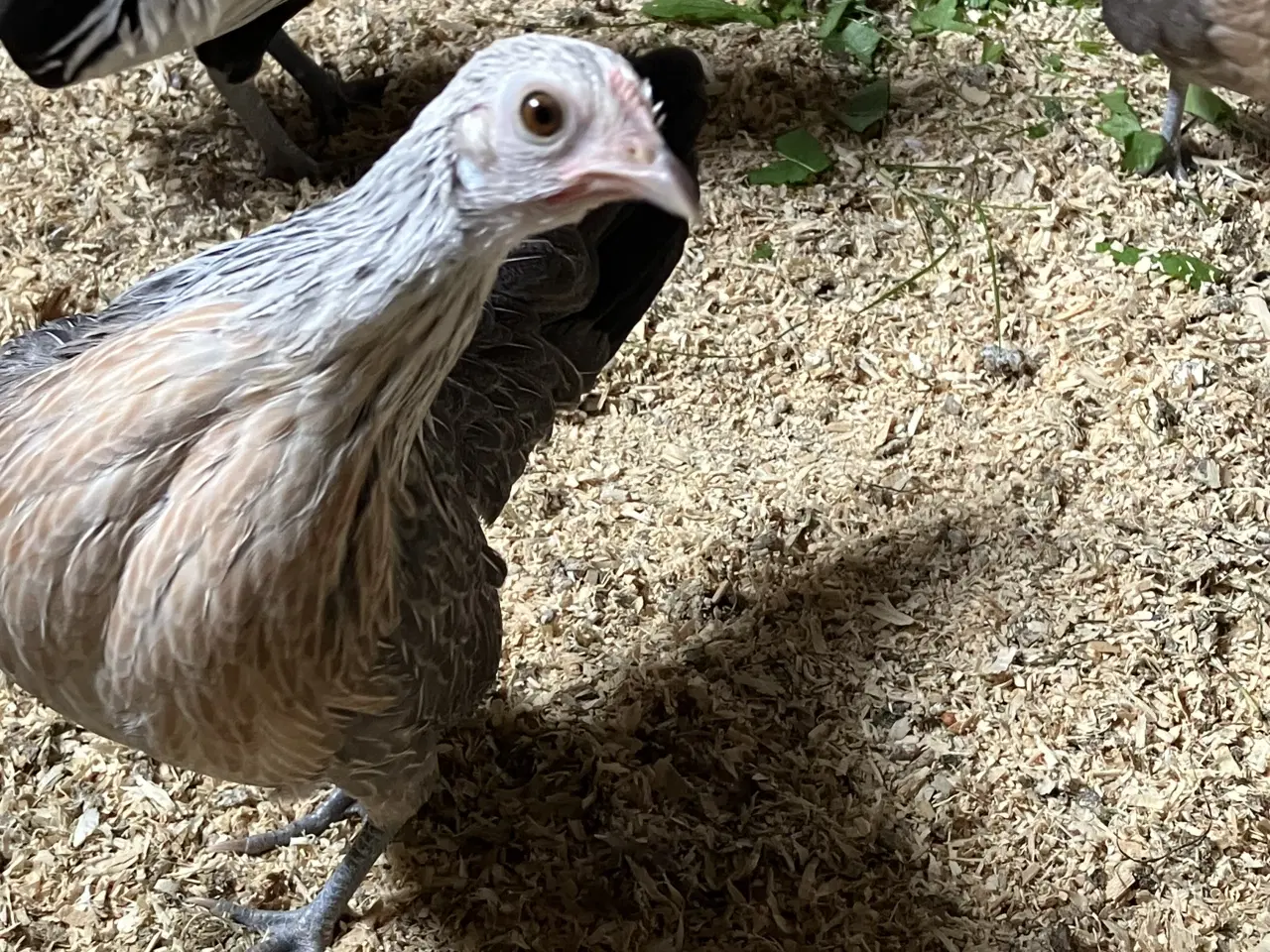 Billede 3 - Sølvhalsede Hollænder 