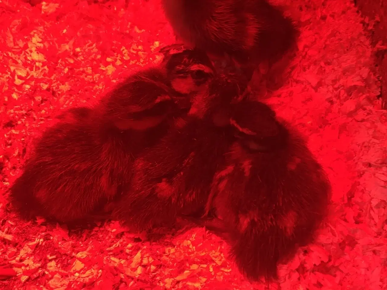 Billede 1 - Daggamle Rouen ællinger 