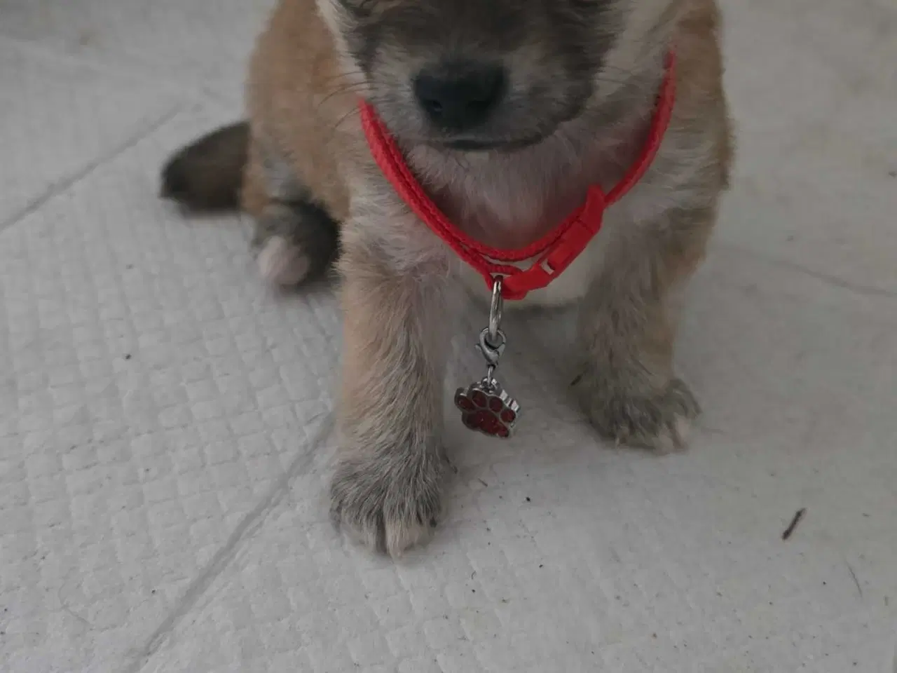 Billede 5 - 1 skøn pige