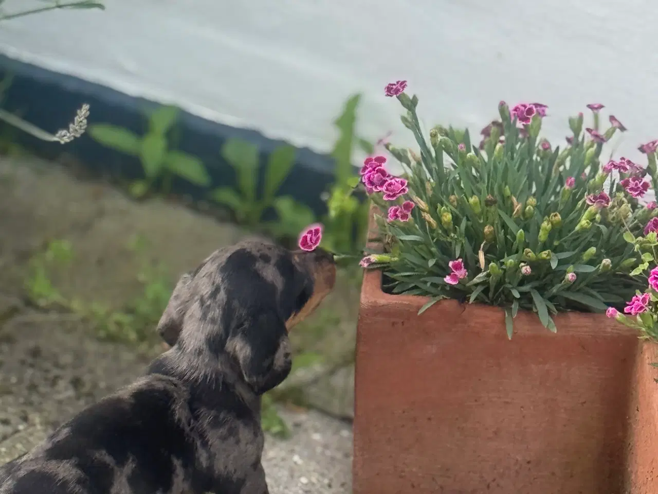Billede 13 - Sunde og smukke korthårede gravhunde hvalpe 