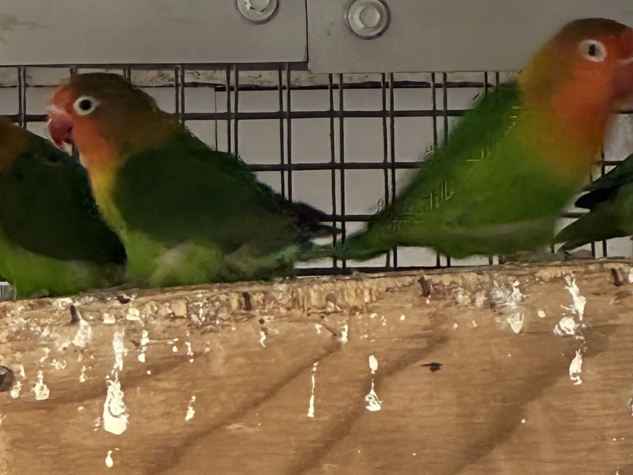 Billede 2 - Dværgpapegøjer 