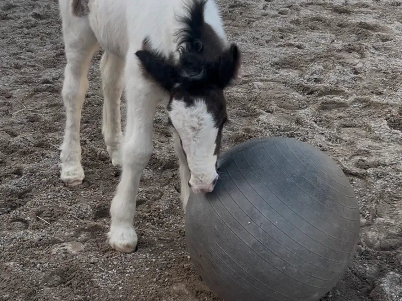 Billede 7 - Irish cob hoppeføl 