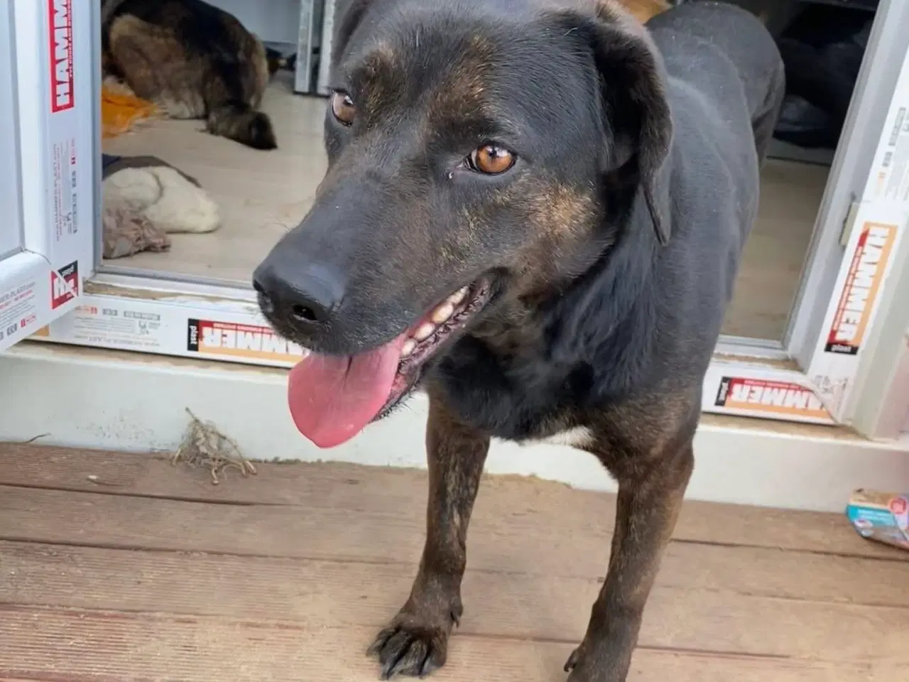 Billede 3 - Gadehunden Fie søger sit eget hjem❤️