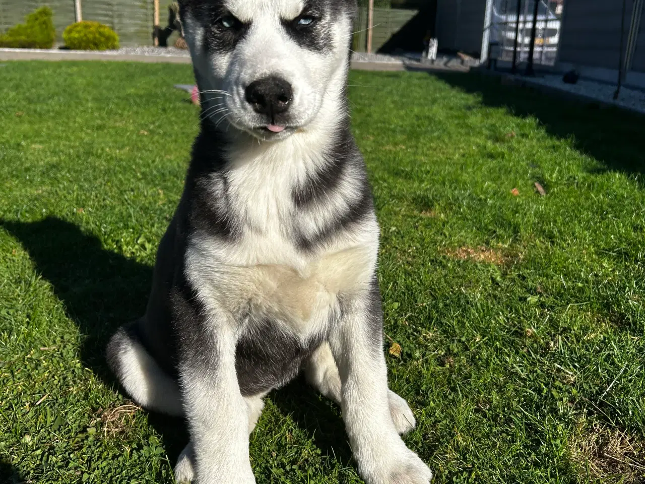 Billede 6 - 2 flotte husky piger