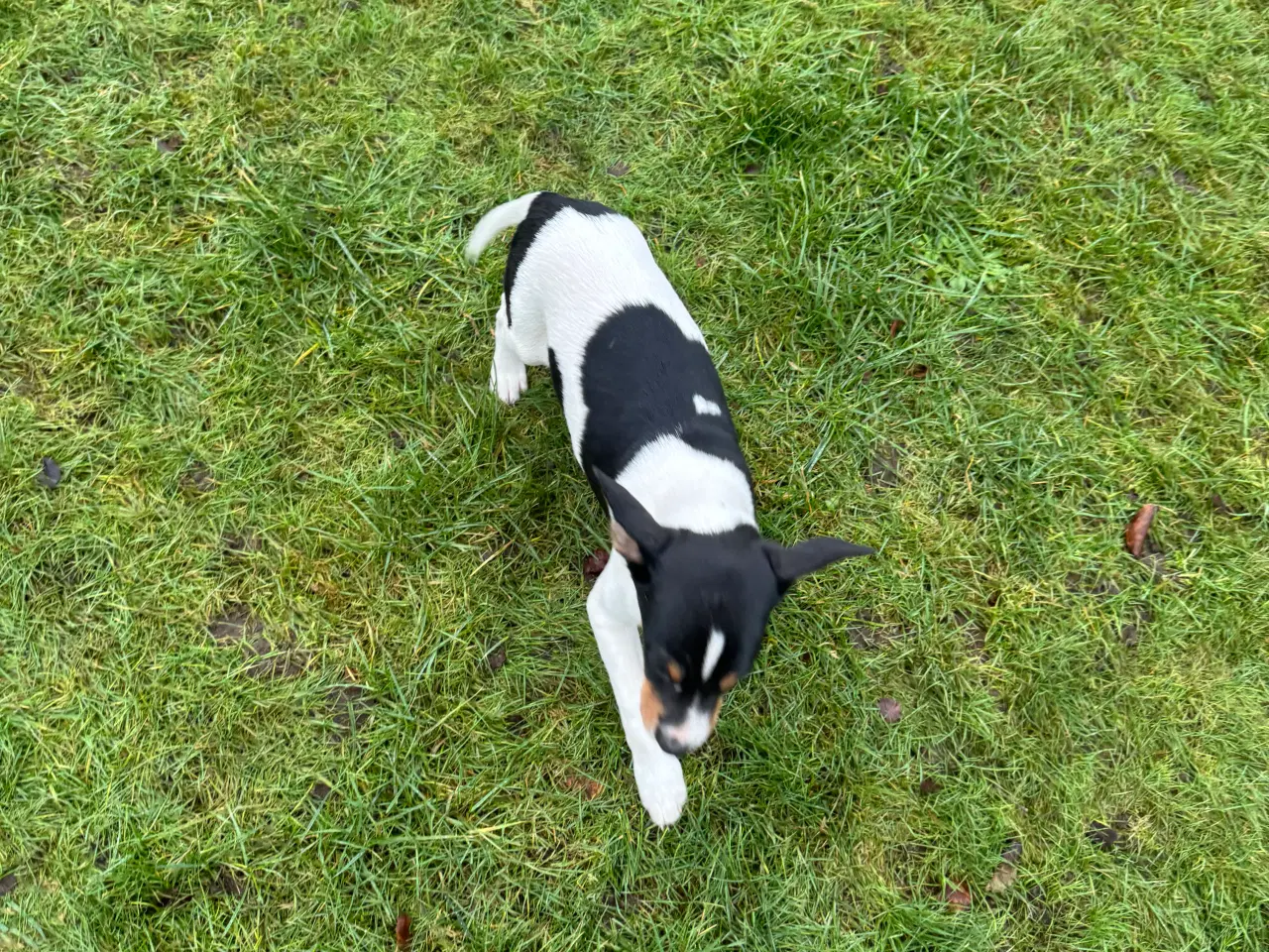 Billede 4 - Dansk/Svensk gårdhund hvalpe