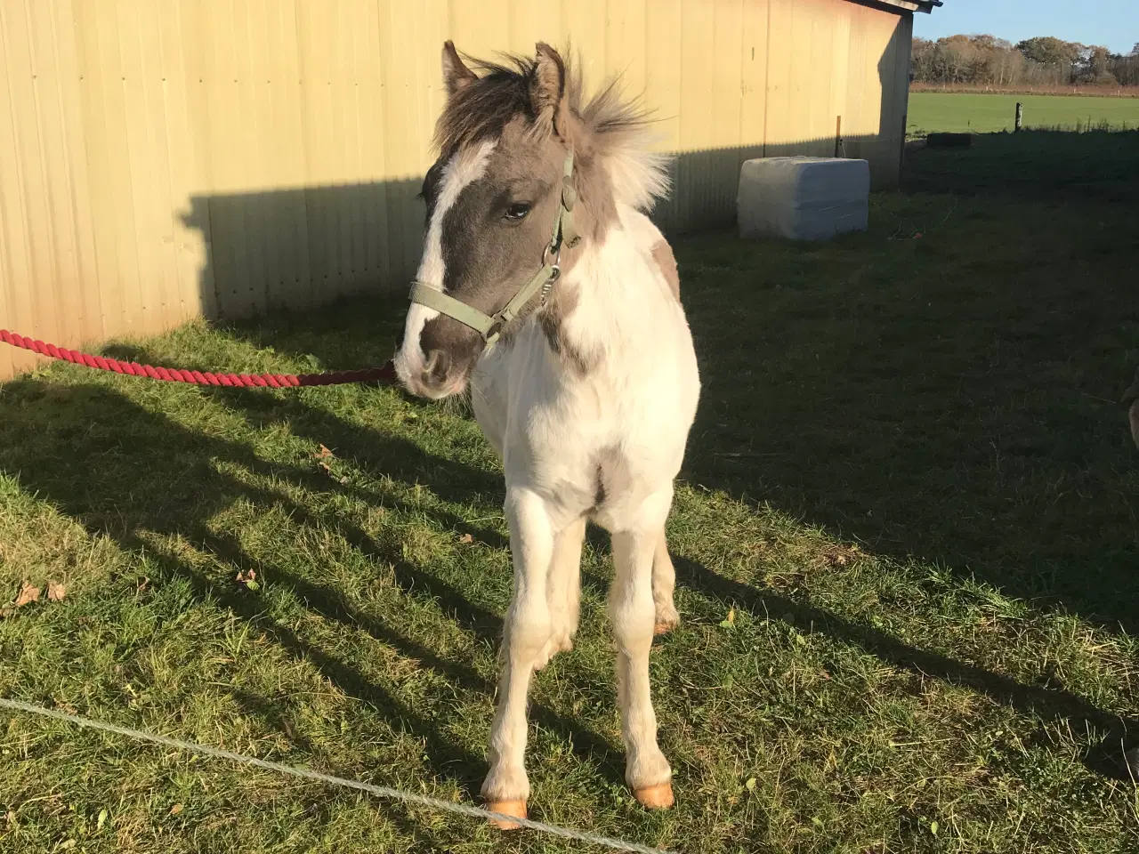 Billede 2 - Skøn pony hingst