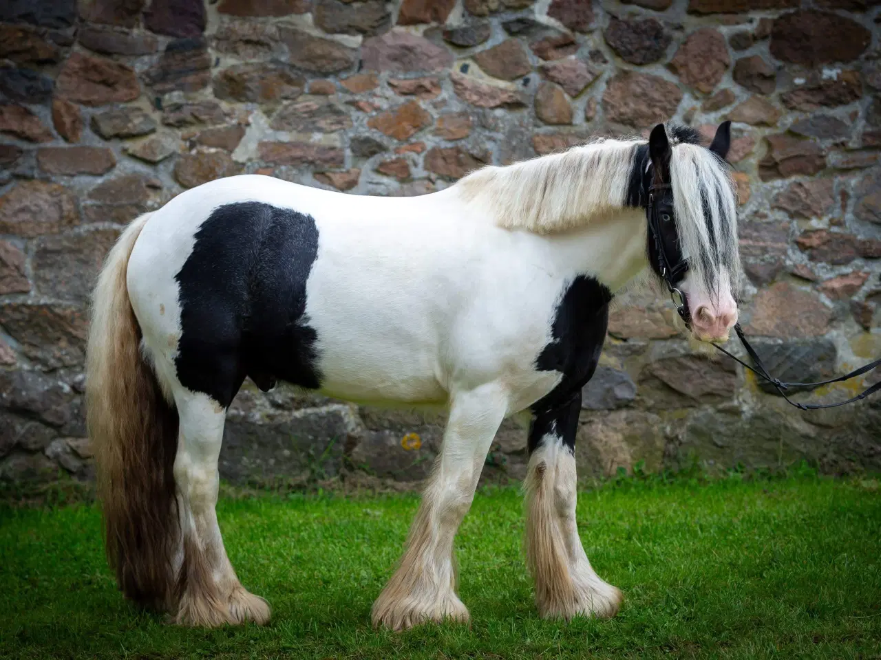 Billede 1 - Smart tinker pony 