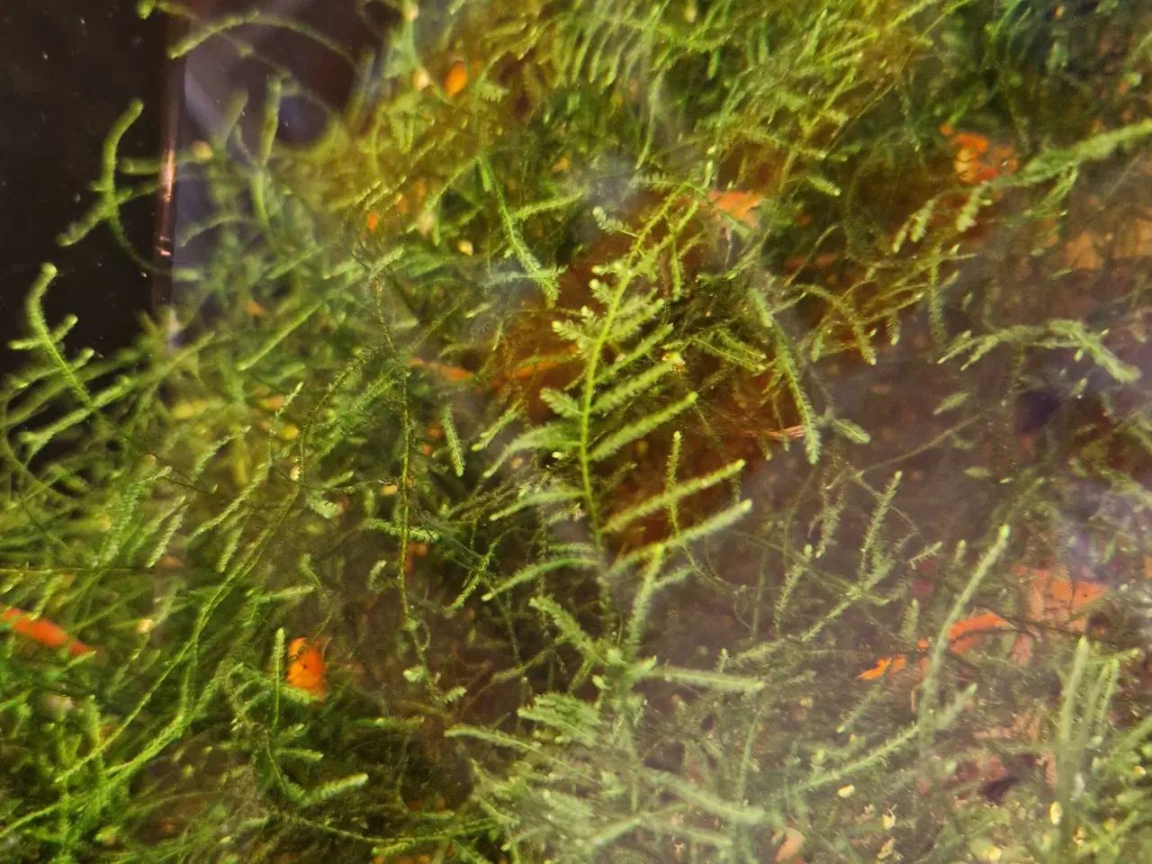 Billede 2 - Neocaridina davidi – Orange Sunkist