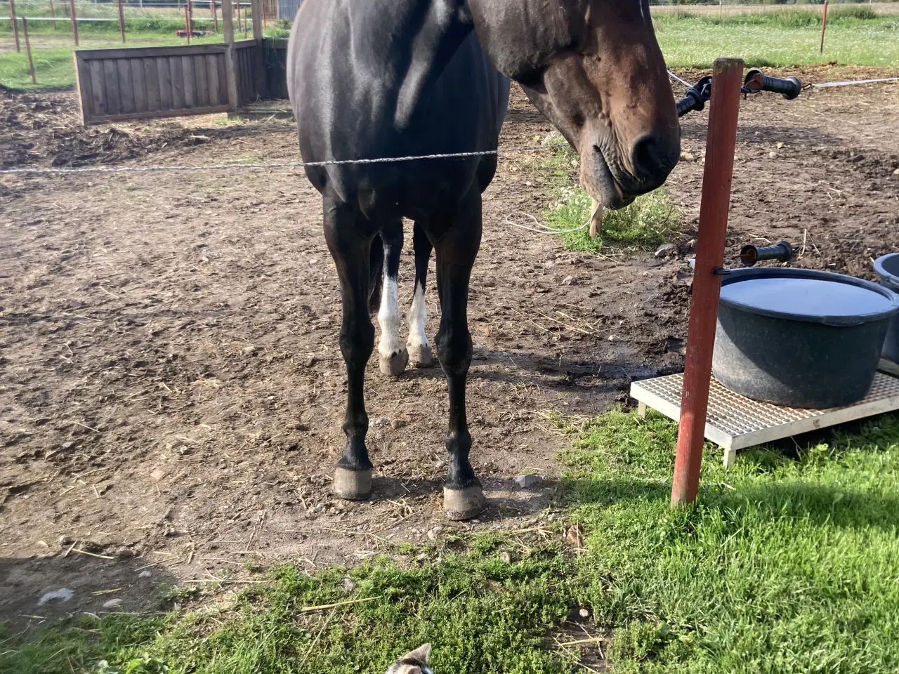 Billede 3 - Opstaldning tilbydes.Rolige og ordentlige forhold