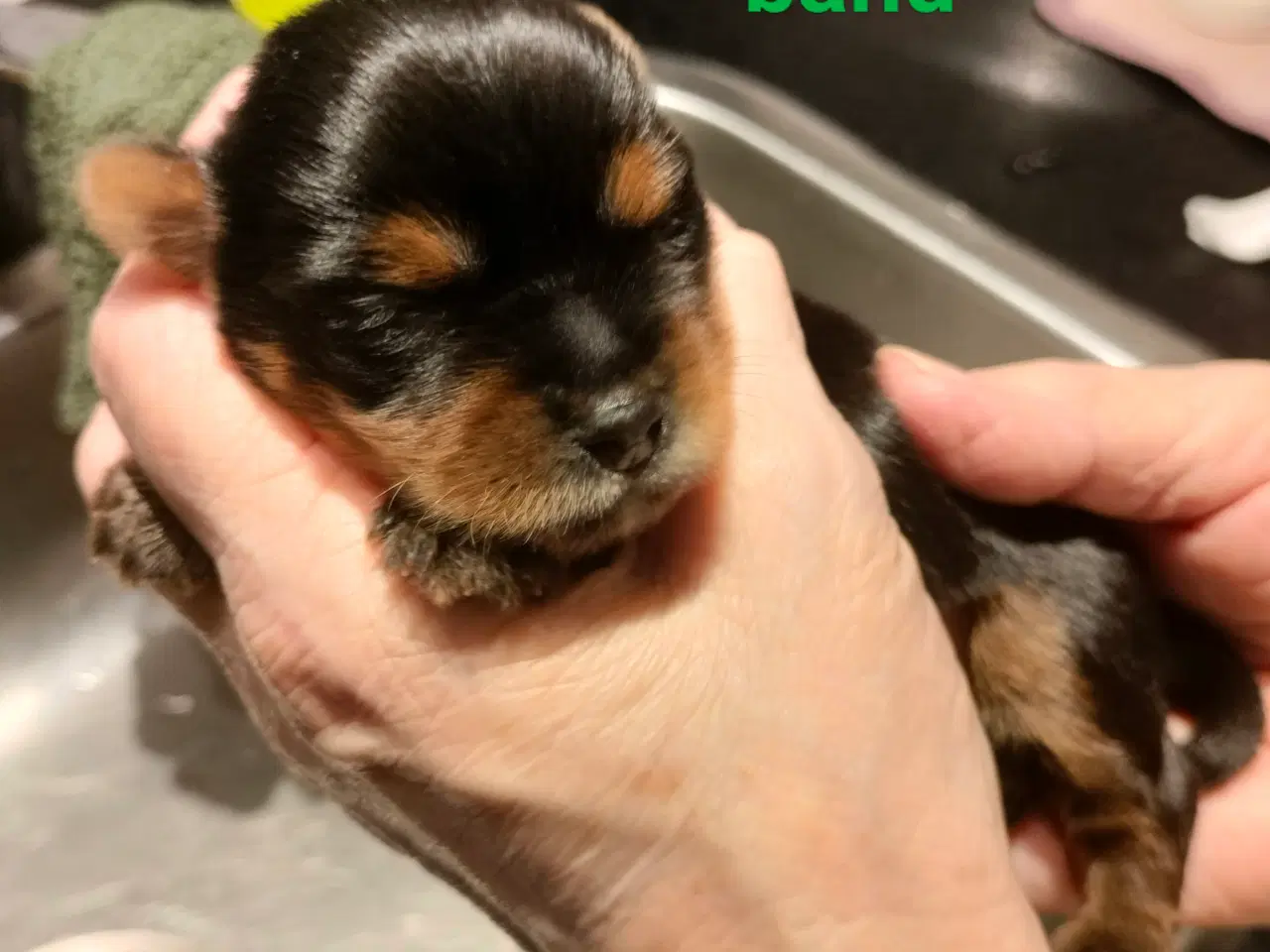 Billede 9 - Små søde Yorkshire Terrier hvalpe 