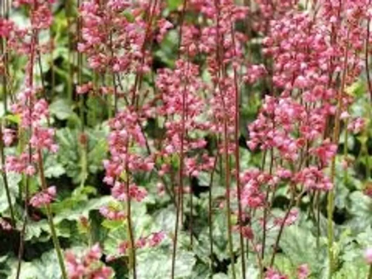 Billede 9 - Stauder, mange forskellige