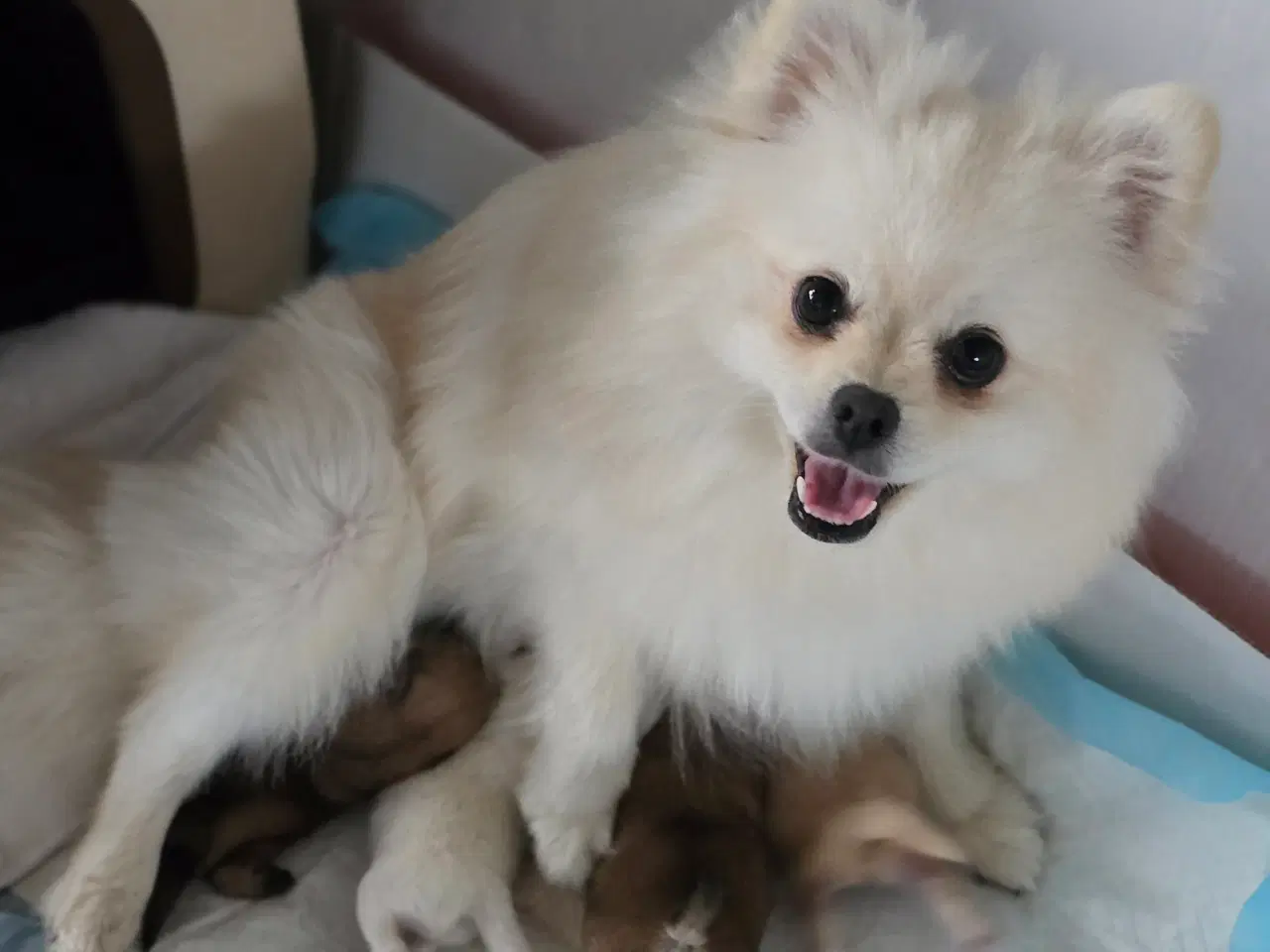 Billede 14 - Pomeranian hvalpe , 4 søde drenge. 