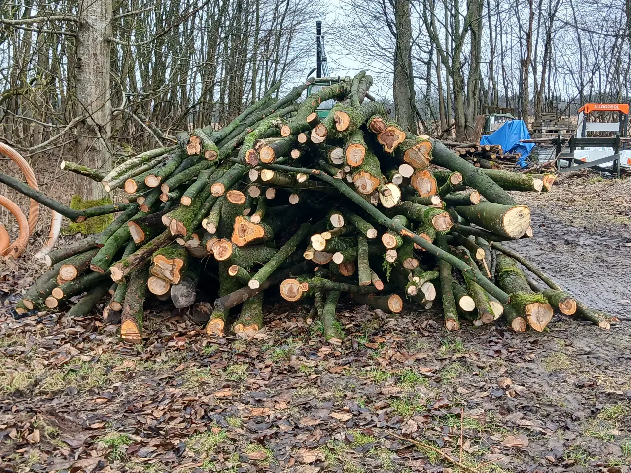 Billede 2 - Stort parti træstammer af løvtræ