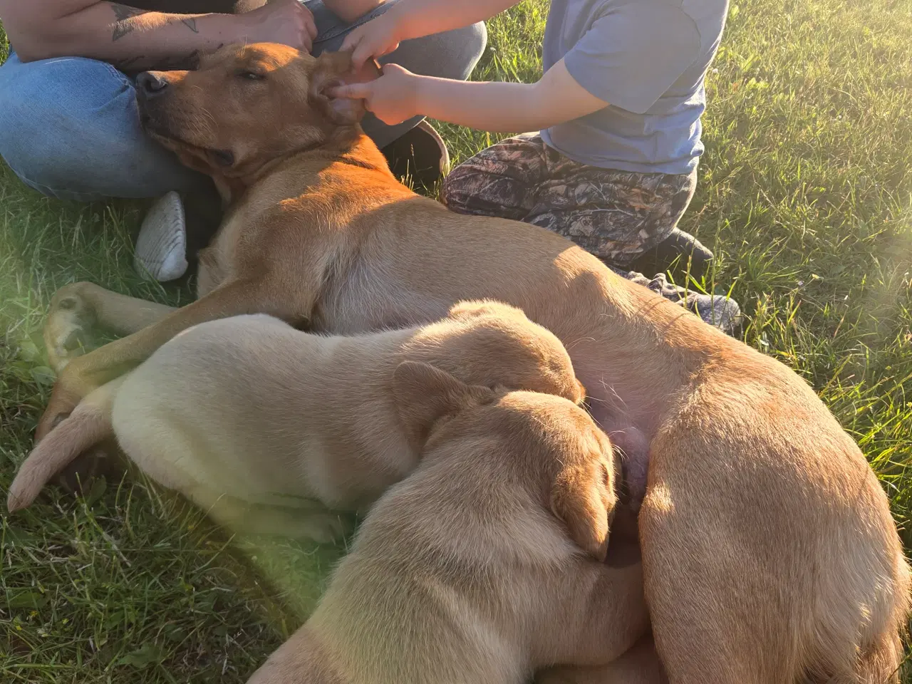 Billede 3 - Labrador retriver foxred