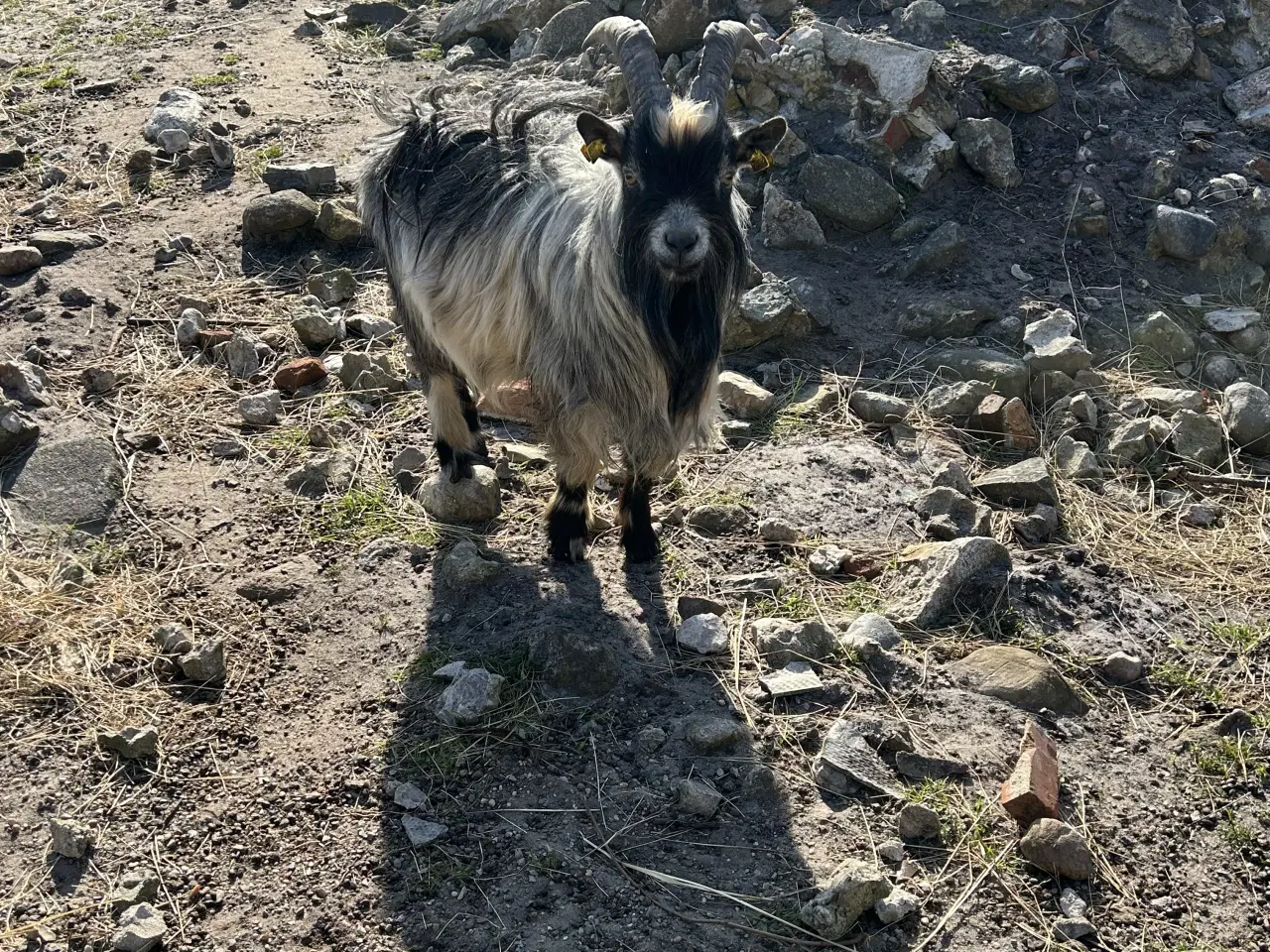 Billede 4 - Dværgged 