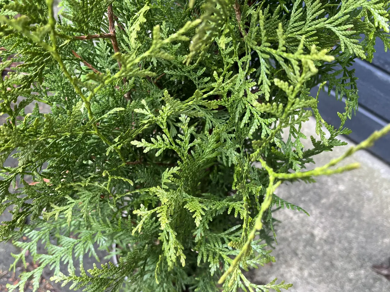 Billede 3 - Pottegroet Thuja Brabant 120-130cm