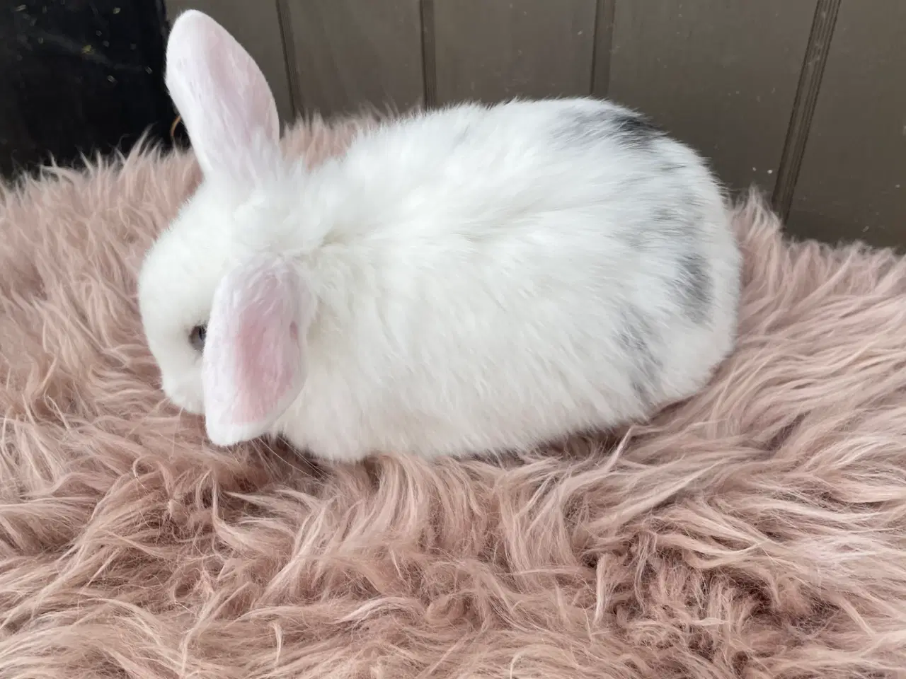 Billede 6 - Minilop dreng klar nu