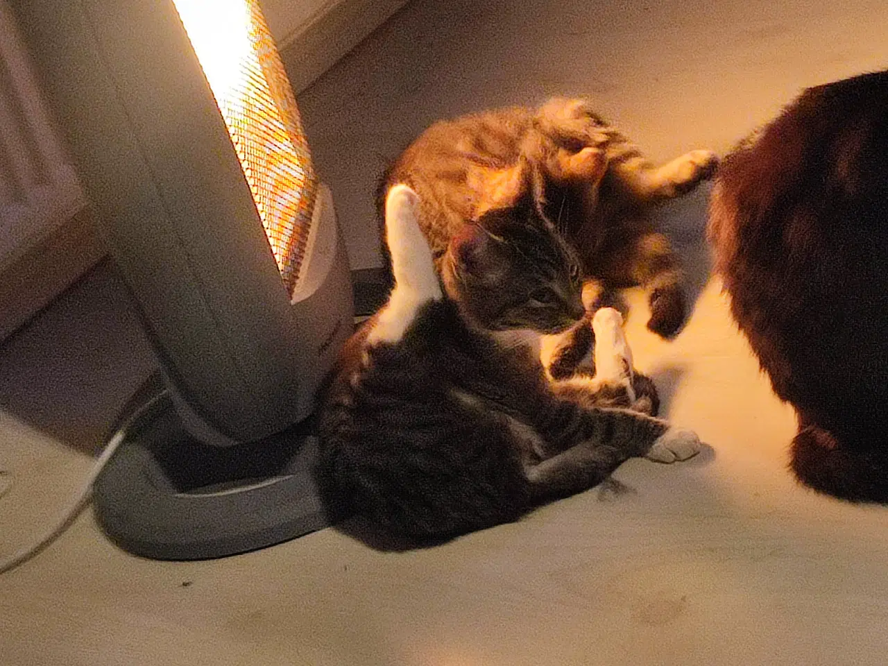 Billede 2 - Sødeste katte 