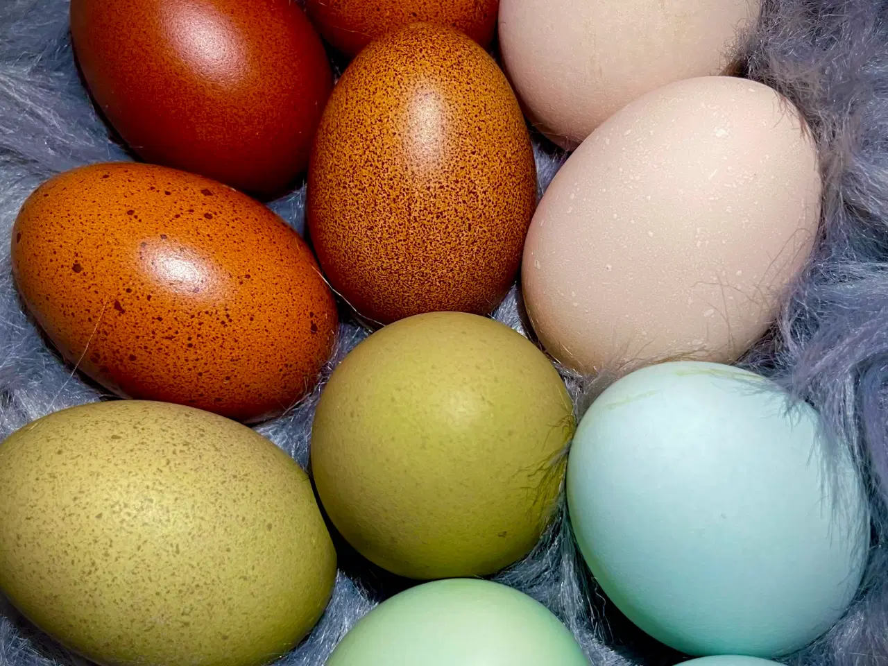 Billede 3 - Daggamle kyllinger og rugeæg 