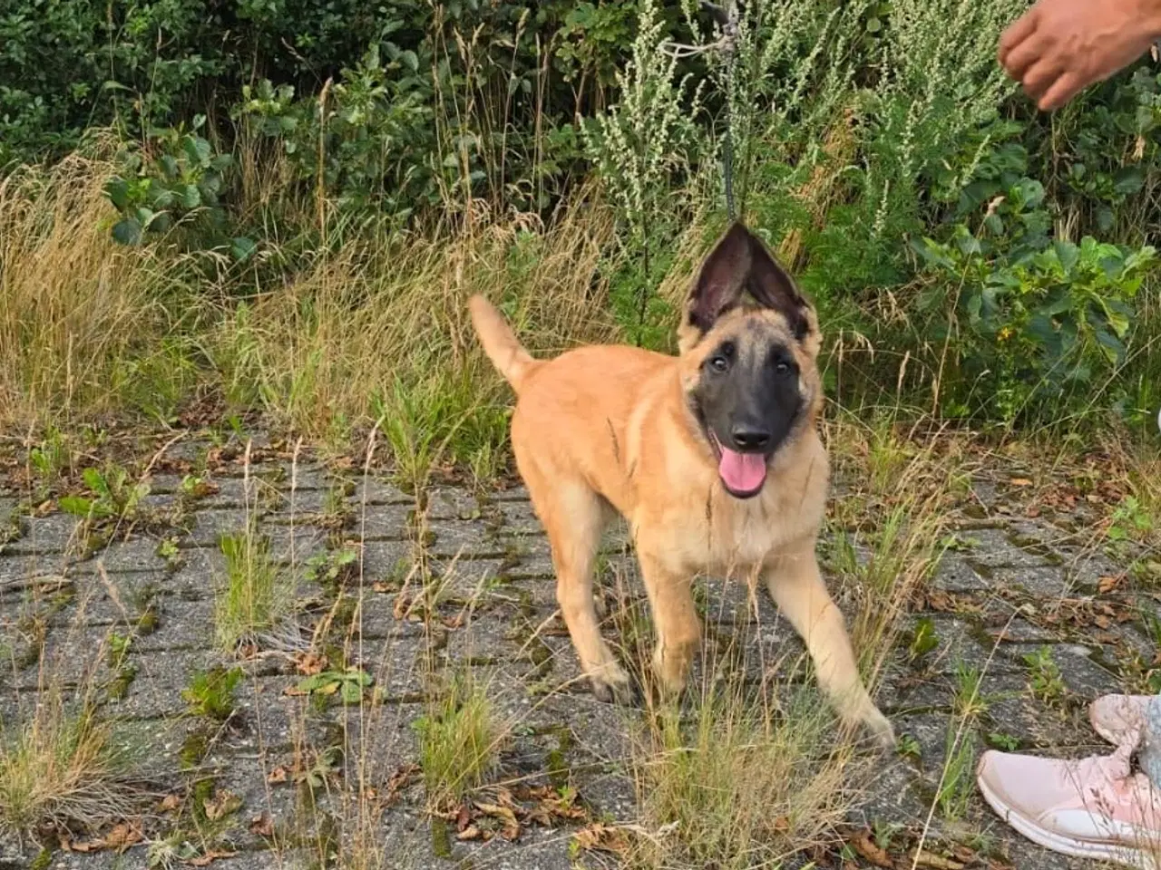 Billede 2 - Malinois 