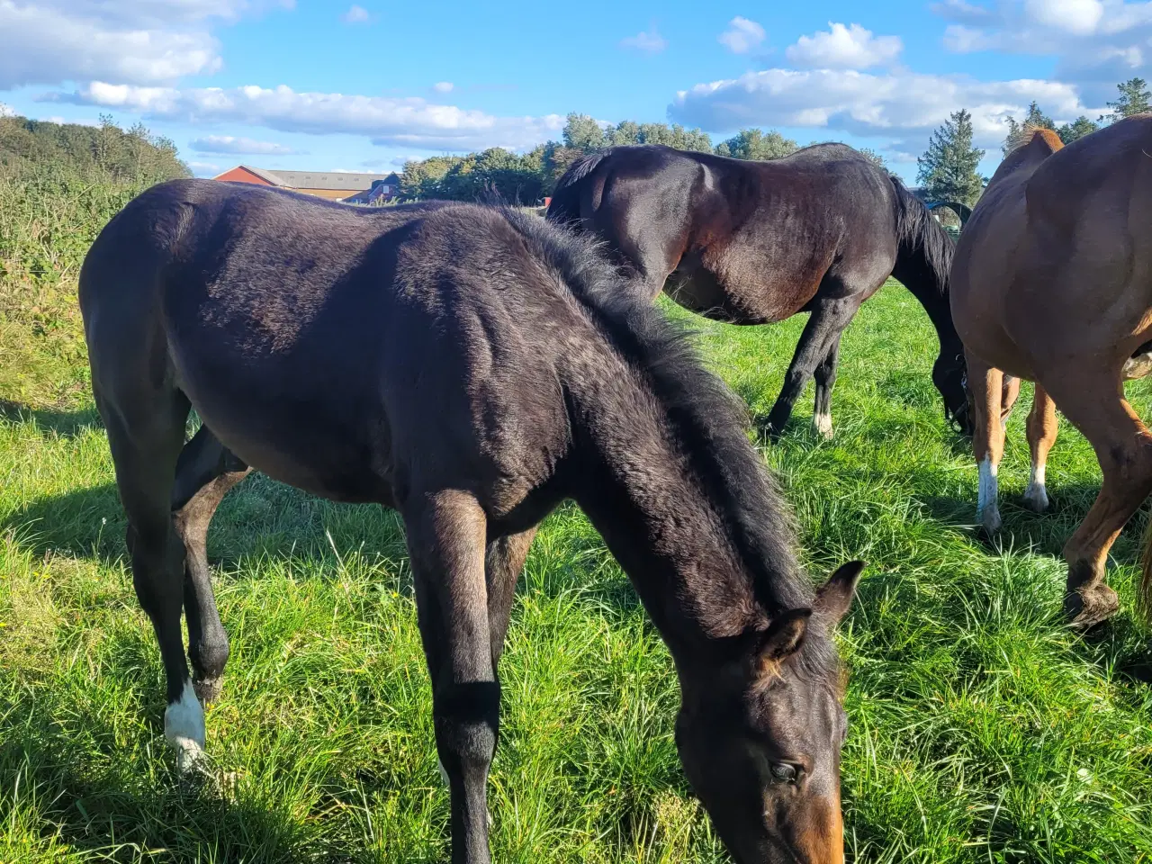 Billede 3 - Oldenborg krydsning s hingst 