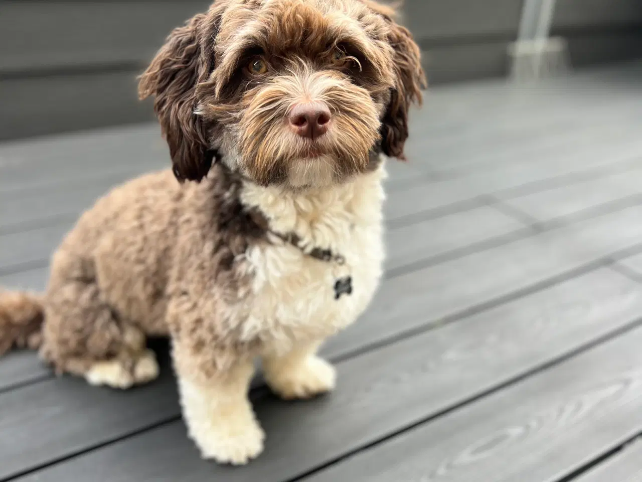 Billede 1 - Bichon Havanais Avl