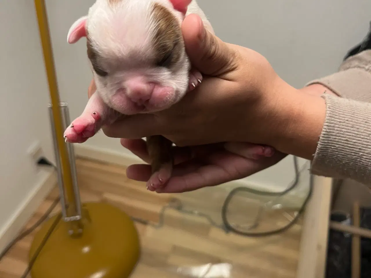 Billede 3 - Old English Bulldog