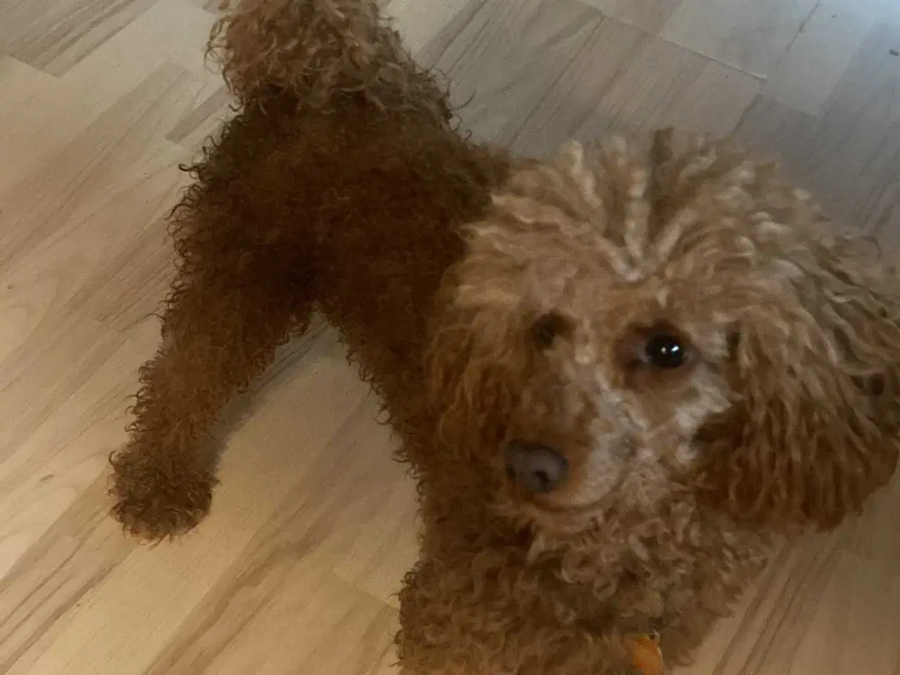 Billede 17 - Uimodstålige søde Mine cockapoo 