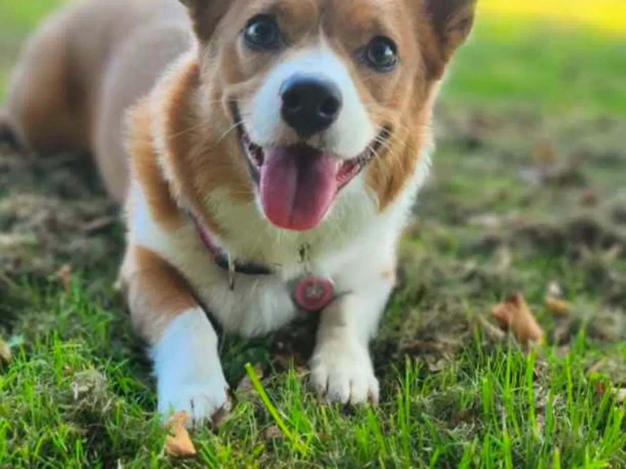 Billede 12 - Blandingshvalpe corgi mix