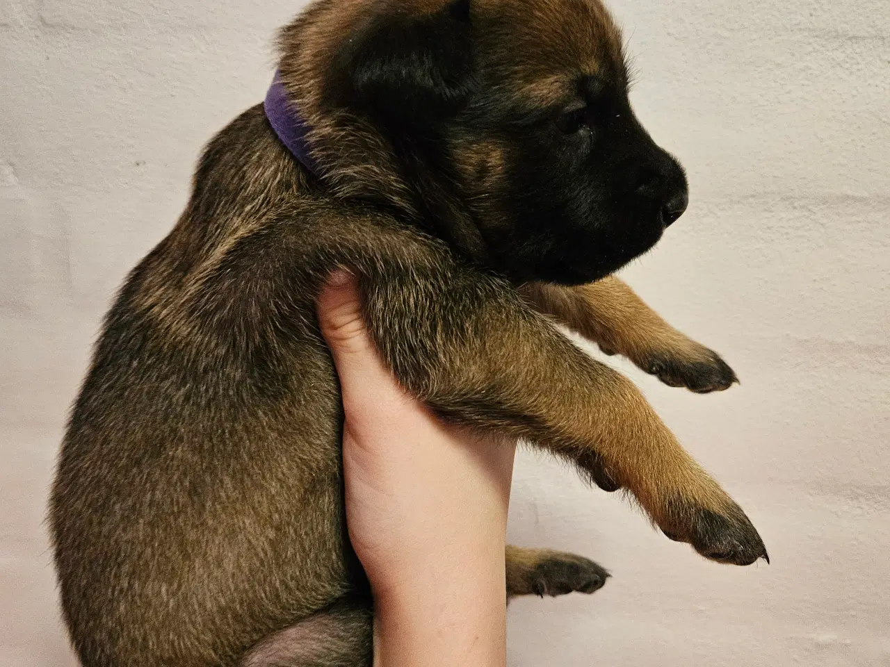 Billede 12 - Belgisk Malinois - Hvalpe - med stamtavle