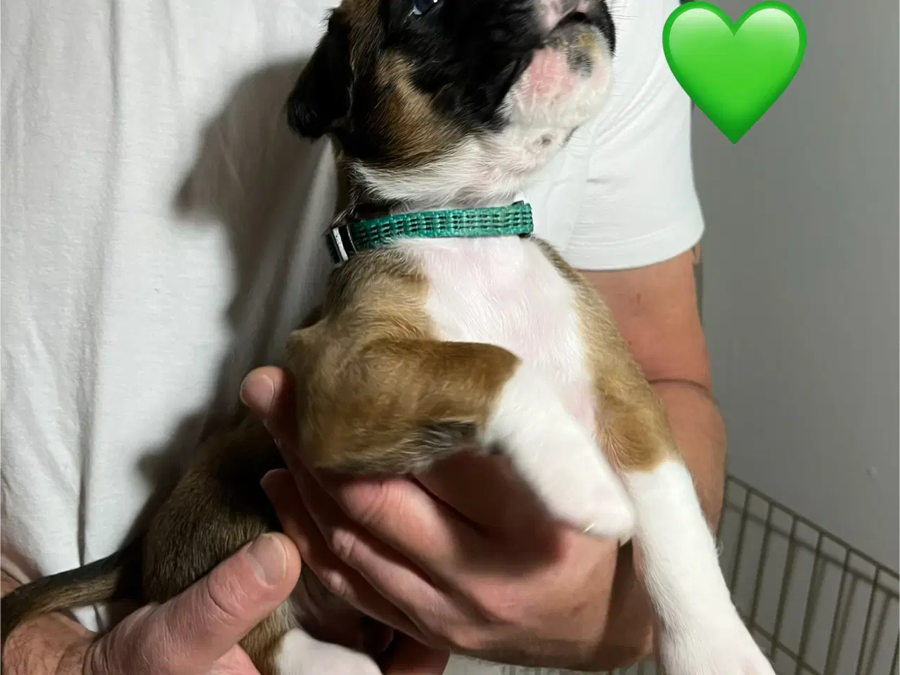 Billede 2 - Skønneste Boxerhvalpe søger nyt hjem