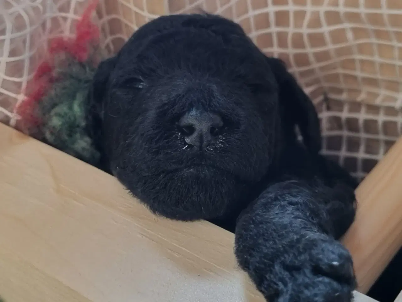 Billede 11 - Golden Doodle F1b hvalpe – klar til nye hjem i okt