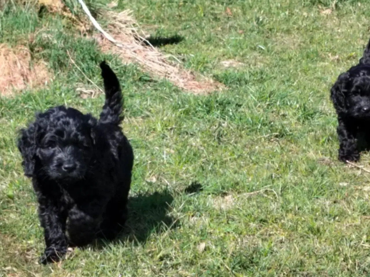 Billede 4 - Cockerpoo