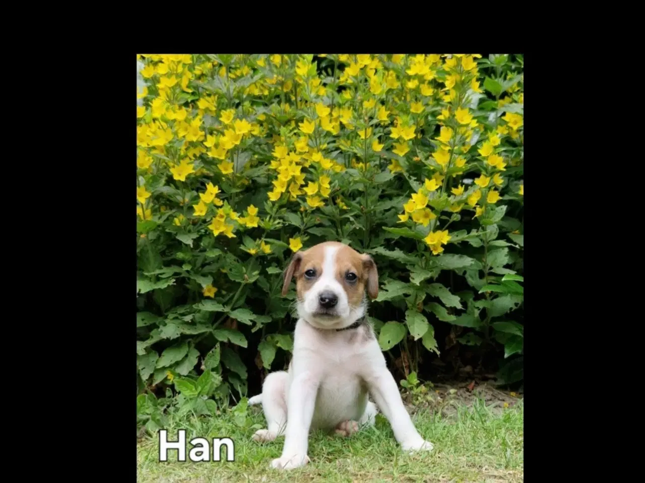 Billede 9 - Dansk svensk gårdhunde hvalpe 