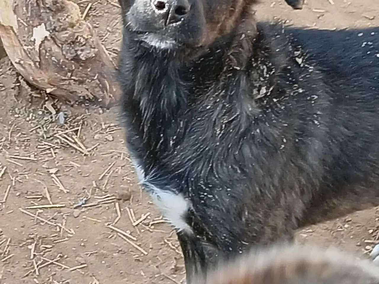 Billede 7 - Sødeste Zia leder efter sin helt egen familie 💝