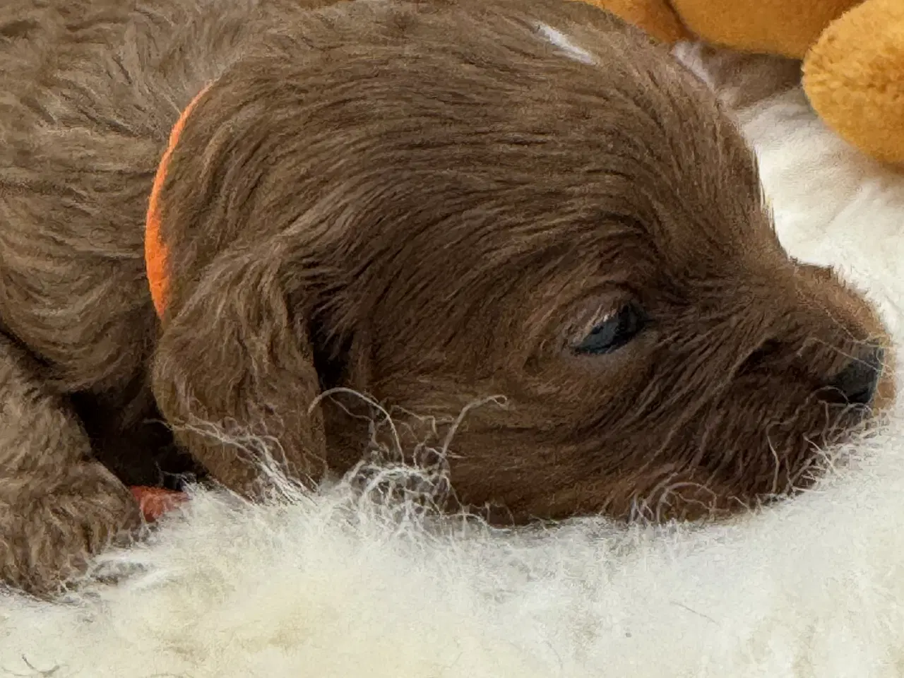 Billede 8 - Skønne Cavapoo hvalpe i det nye år 🎉