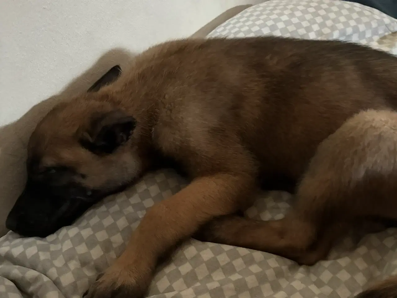 Billede 1 - Malinois hun hvalp 